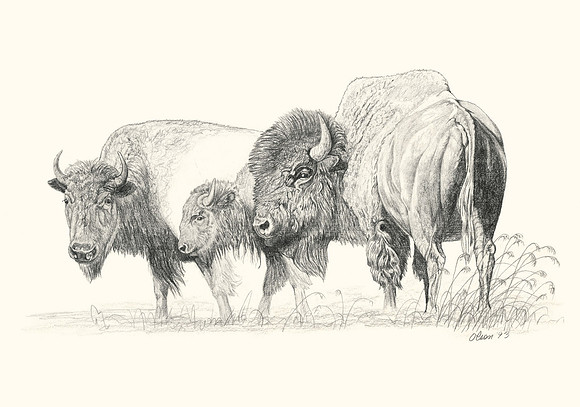 Bison Family