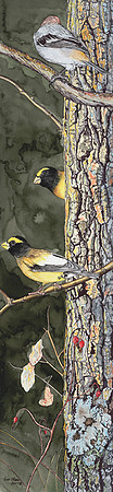 Grosbeaks